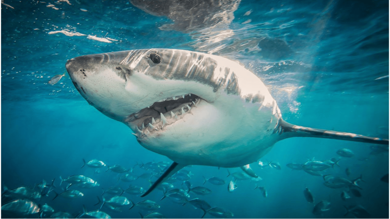 Страшно плавати: стали відомі країни, де акули найчастіше нападають на людей