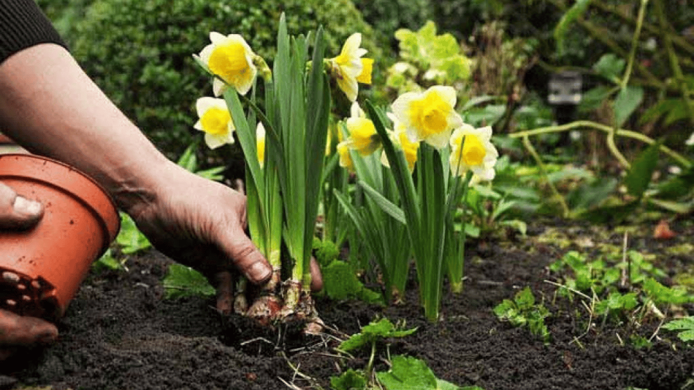 Садівник, що доглядає нарциси на своїй ділянці.