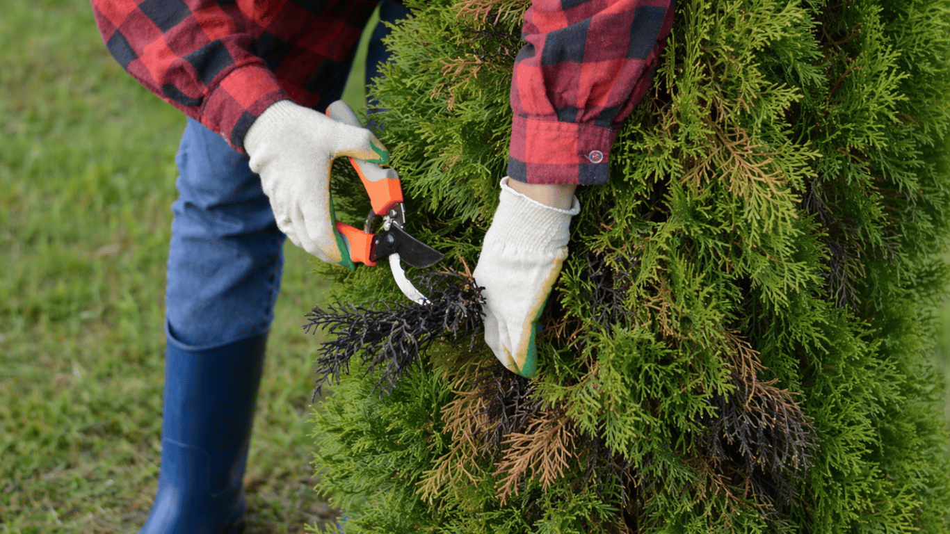 Почему туи внезапно чернеют весной: советы, которые спасут деревья