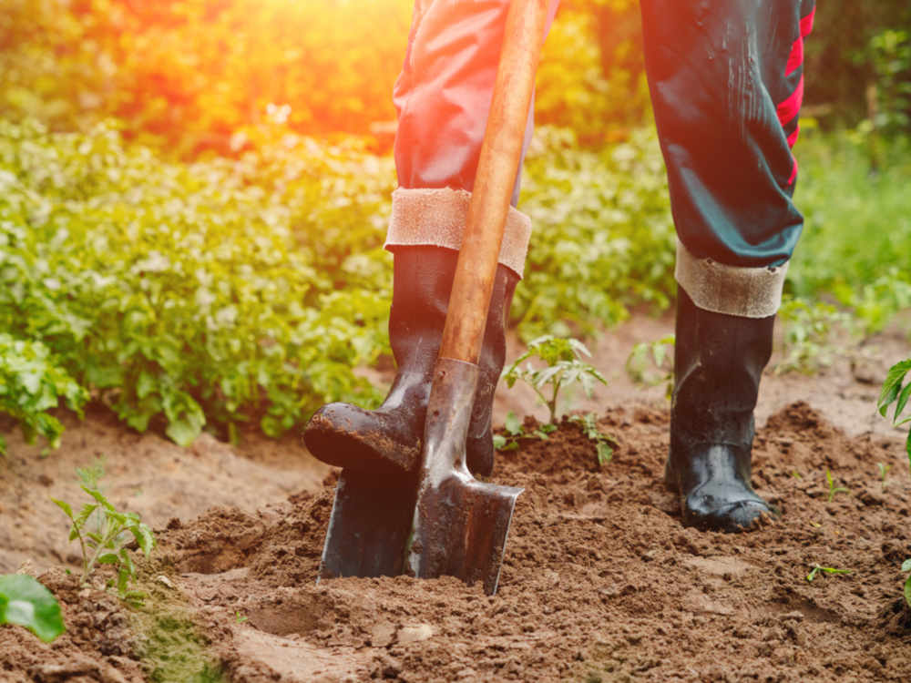 Как подготовить почву для посадки тыквы