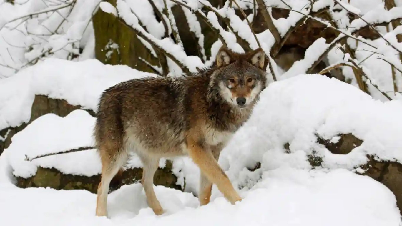 Волки в Швеции оказались под угрозой исчезновения: в чем причина