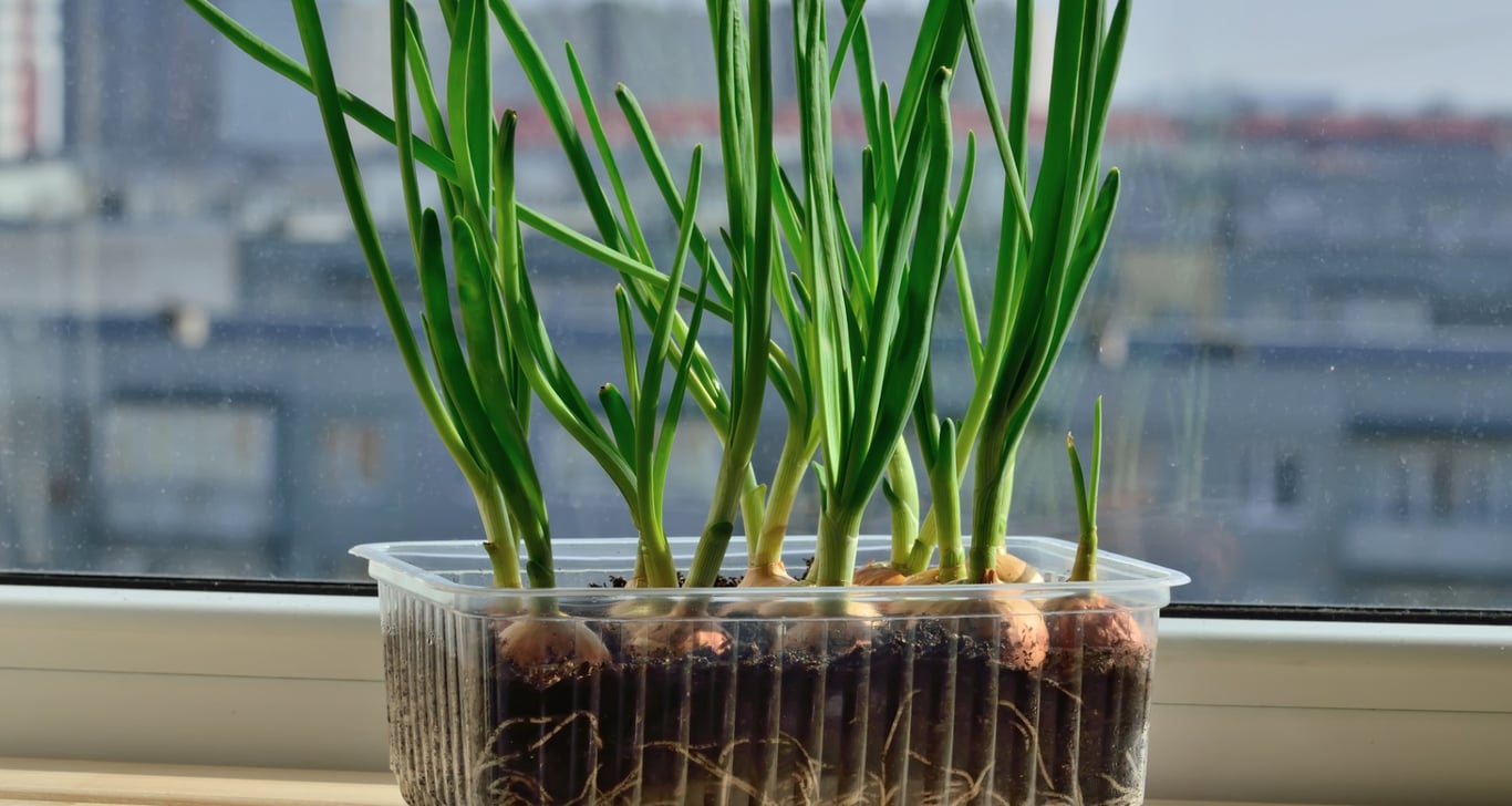 Зеленый лук