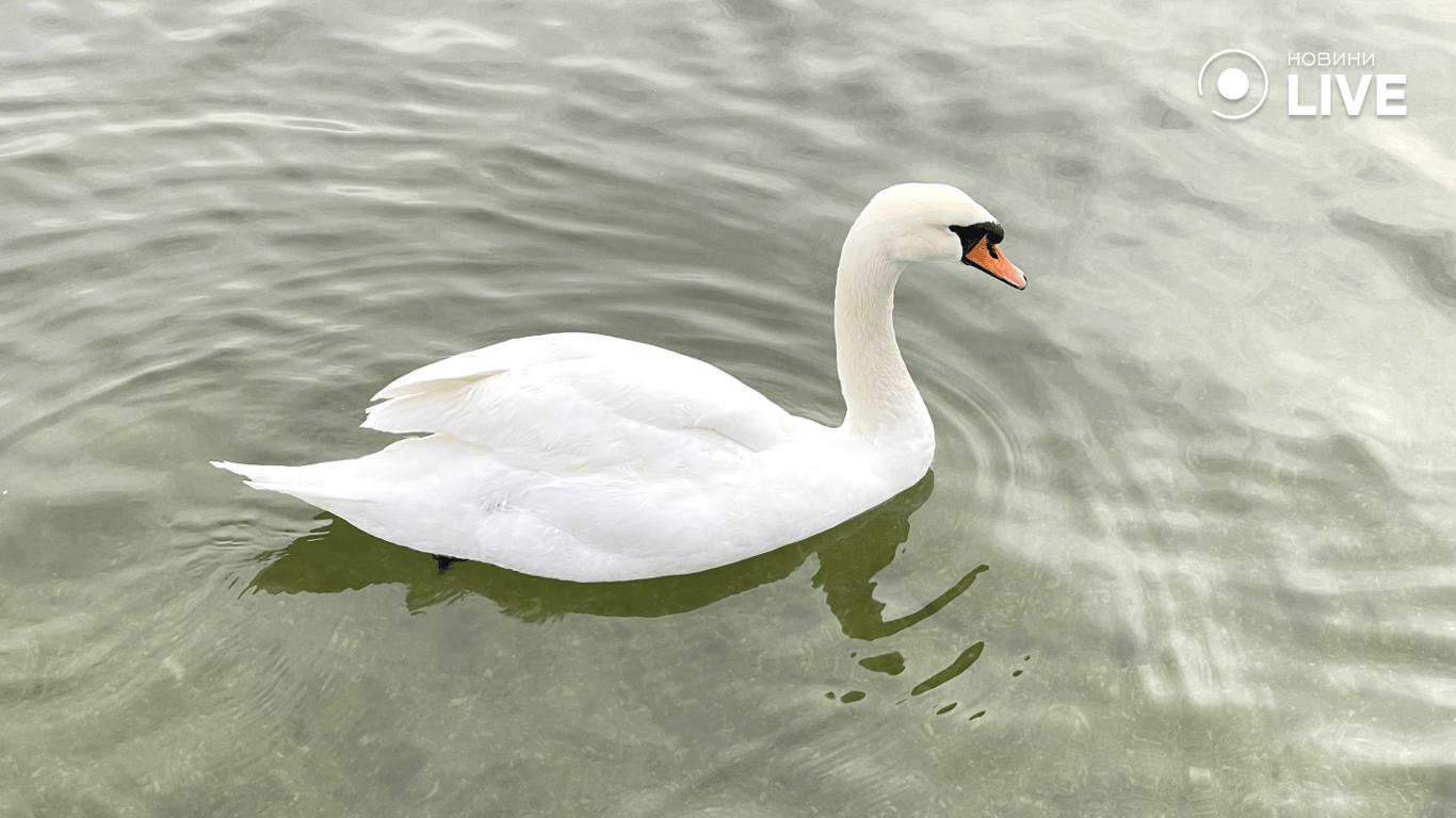 Лебідь на воді