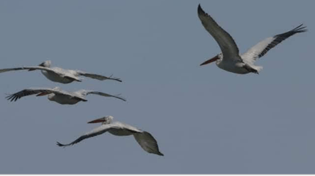 Необычных пернатых гостей заметили на Одесчине - 290x166