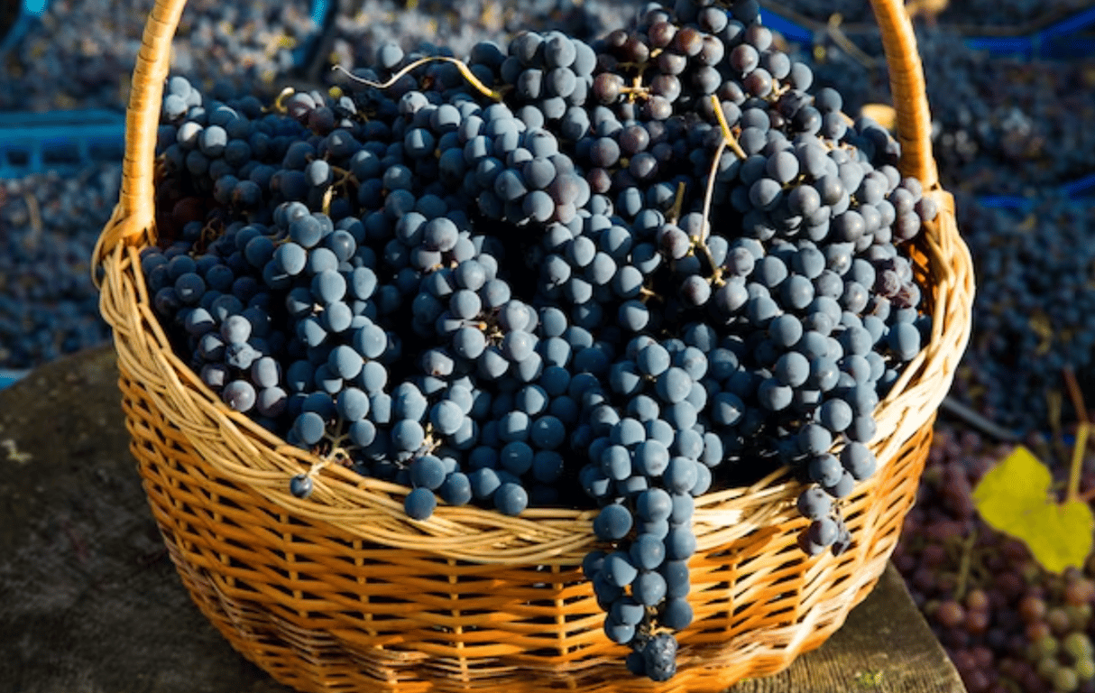 Большой урожай синего винограда в корзине