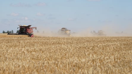 В Україні обвалилися ціни на кукурудзу — скільки коштують зернові у серпні - 290x166