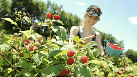 Кусты малины запестрят сладкими ягодами: что обязательно сделать в августе - 285x160