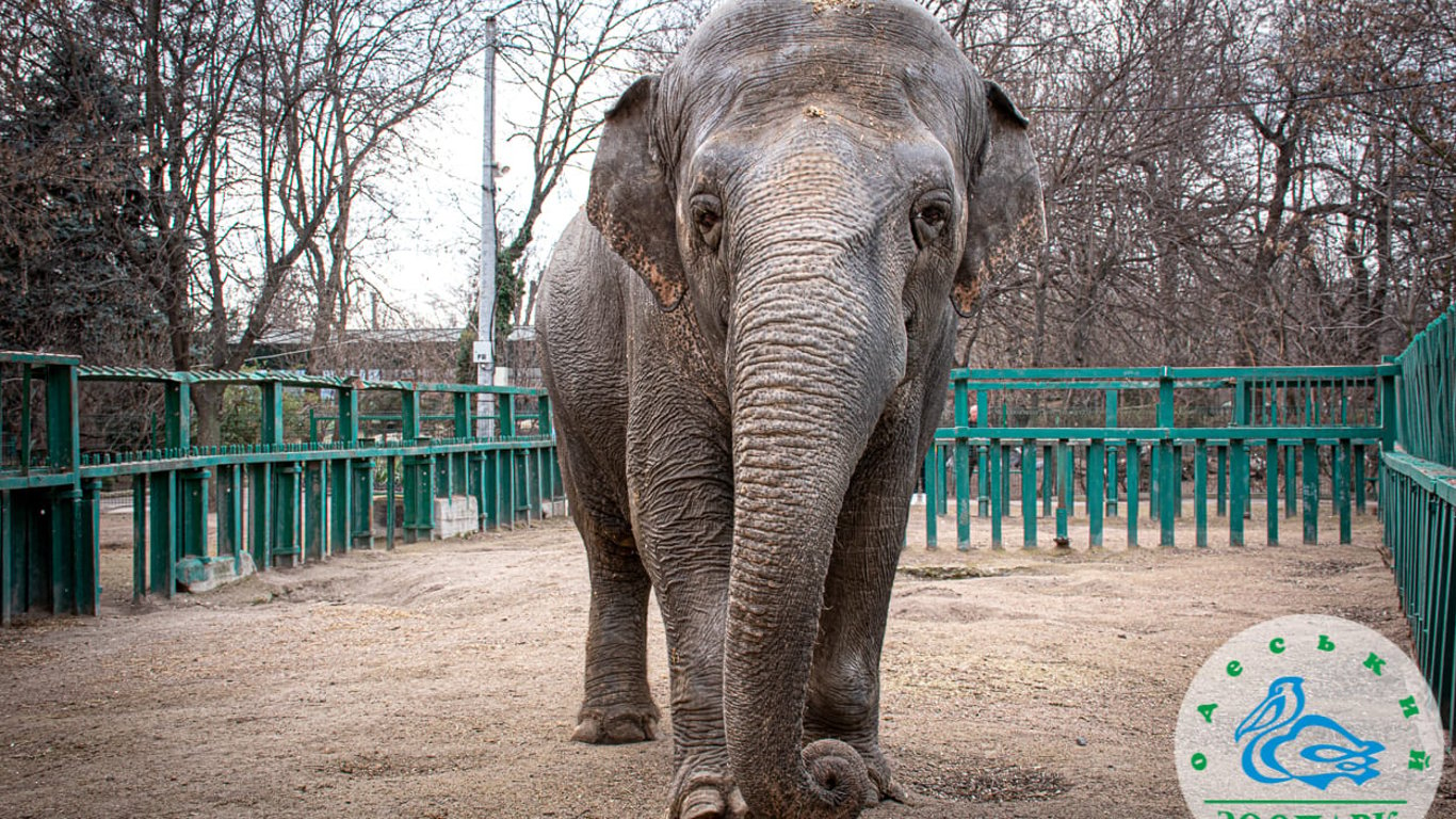 В Одесском зоопарке снова можно увидеть слониху Венди