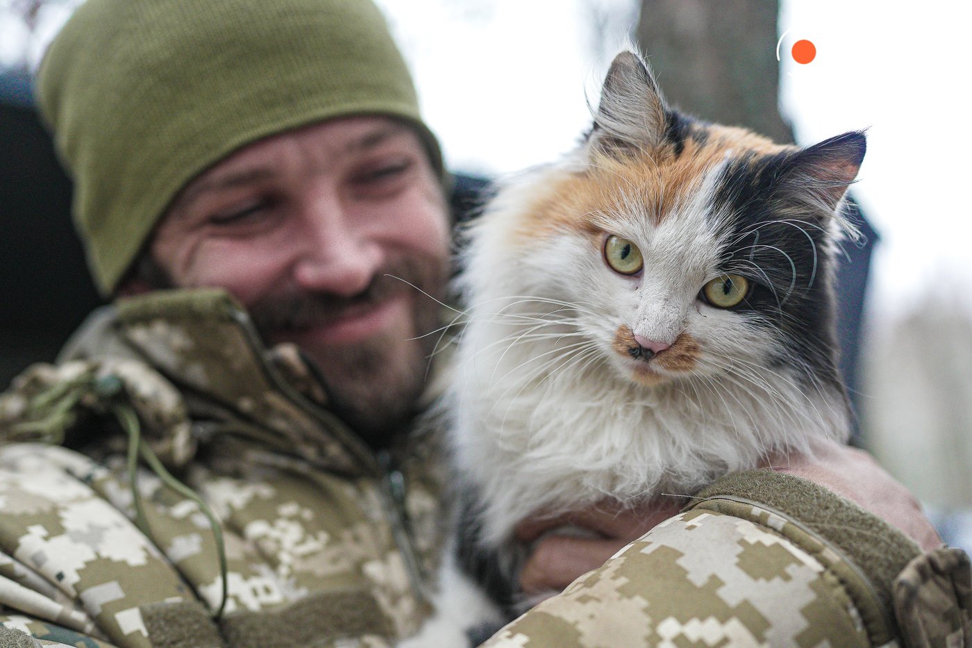 коти на фронті з військовими