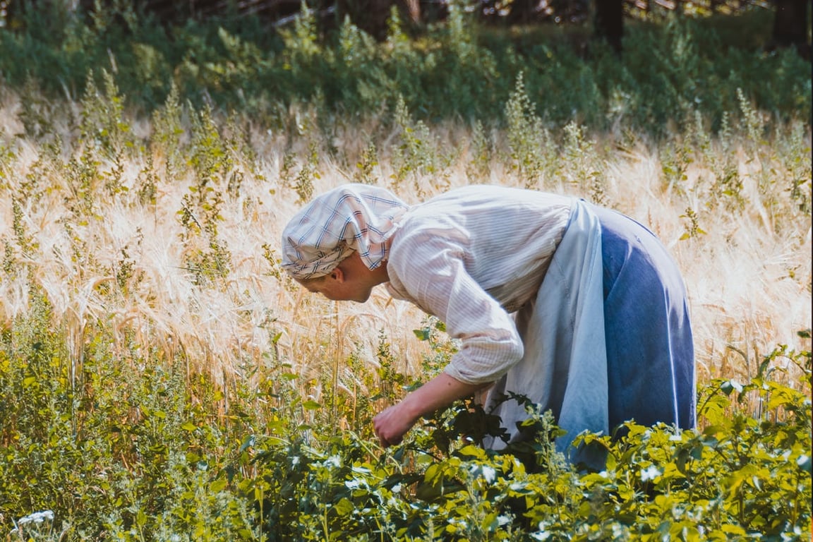 Які сидерати посадити після картоплі