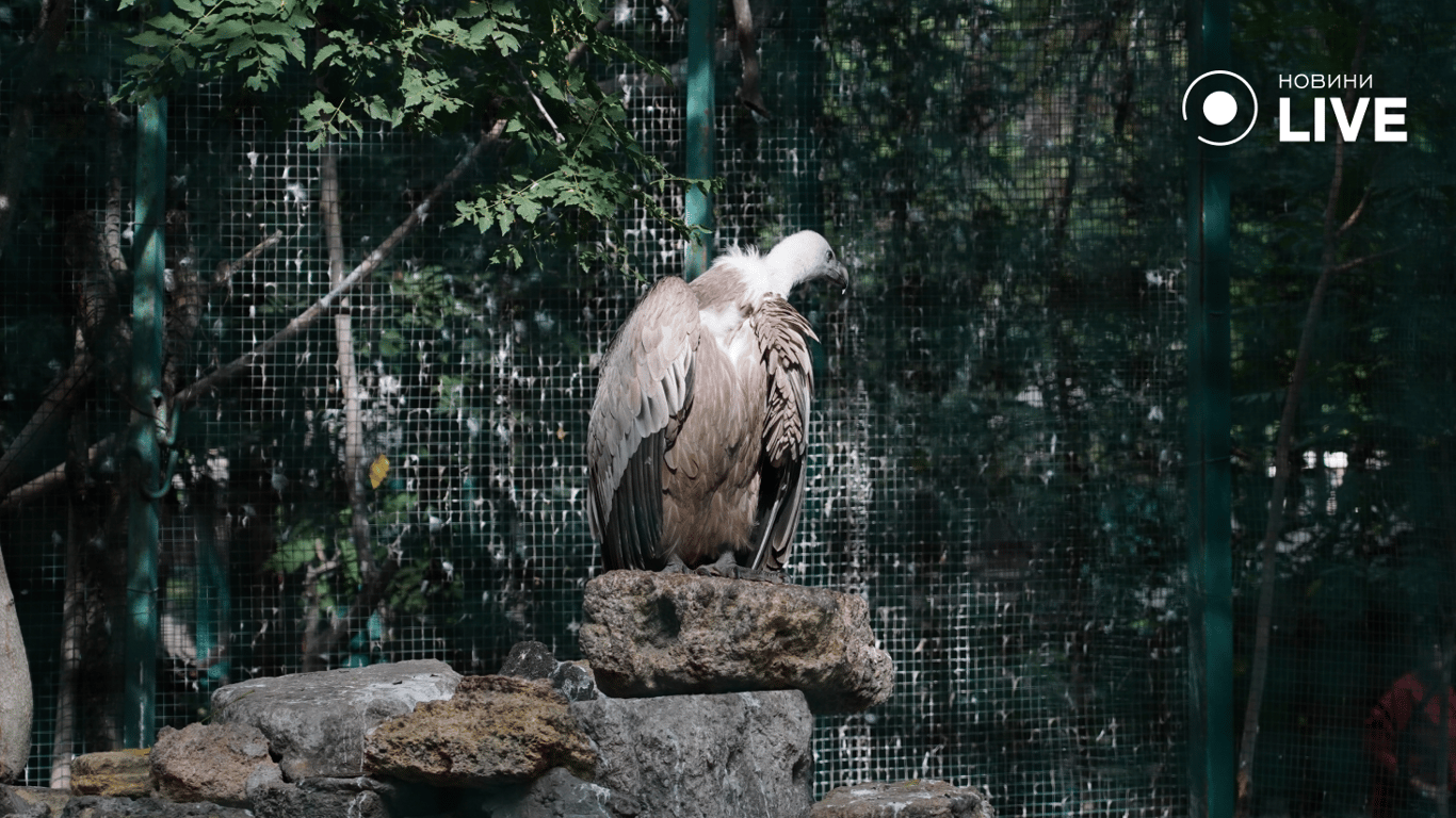 A bird of prey in the zoo. Photo: News.LIVE/Yulia Braslavska 