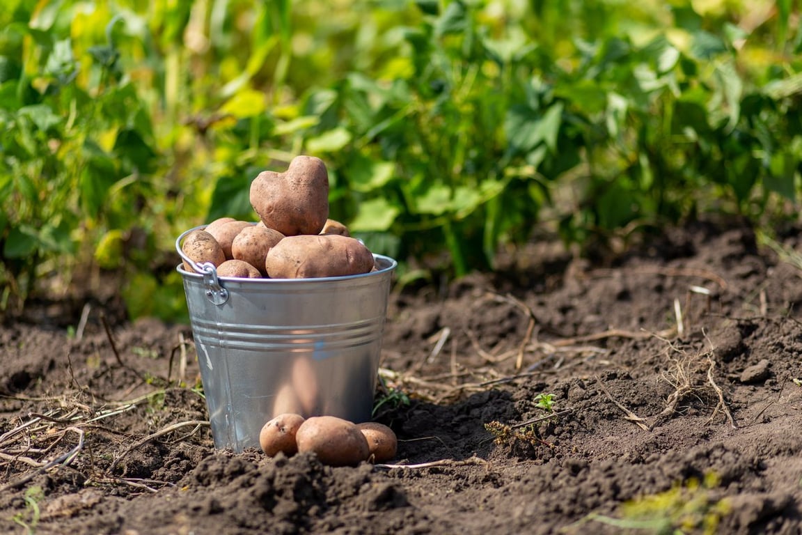 Для чого садити інші культури в міжрядді картоплі