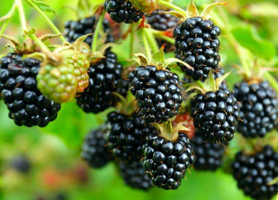 Большие ягоды ежевики на дереве