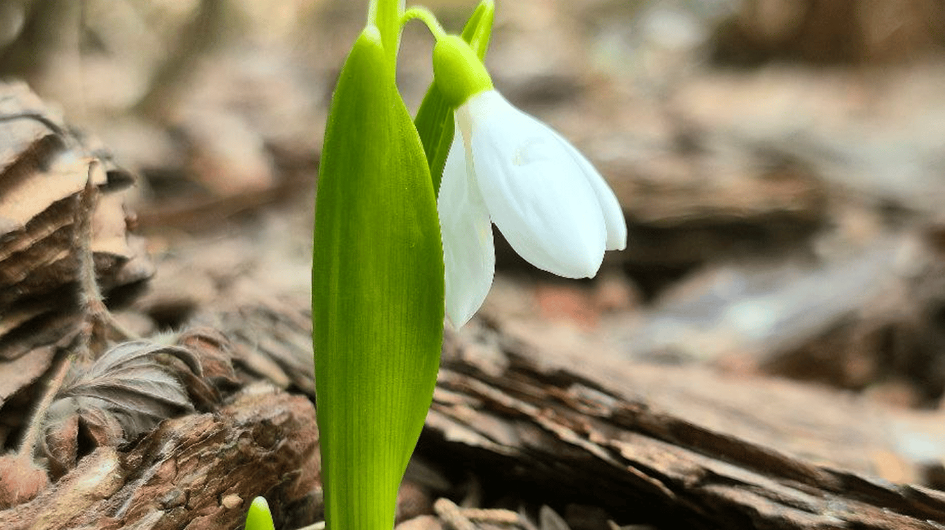 Первый подснежник 2026 года