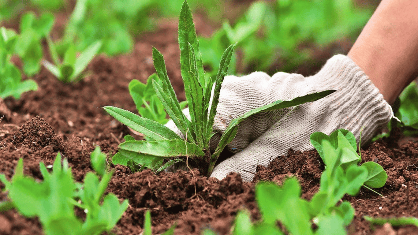 Стоит ли ежедневно пропалывать огород, чтобы избавиться от сорняков — советы для дачников