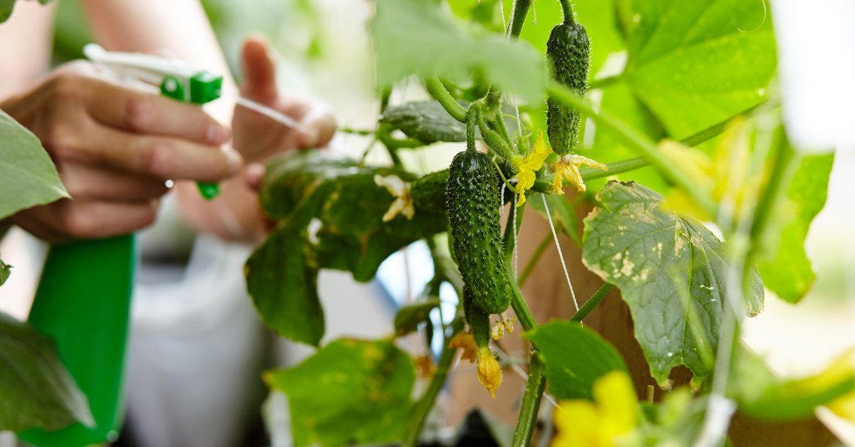 Опрыскивание огурцов на огороде