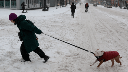 Недопуск тварин до магазинів — зоозахисники звернулись до влади - 285x160