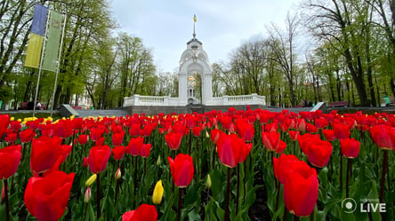 Харьков цветет, несмотря на войну: клумбы города украшают тюльпанами и виолой - 285x160