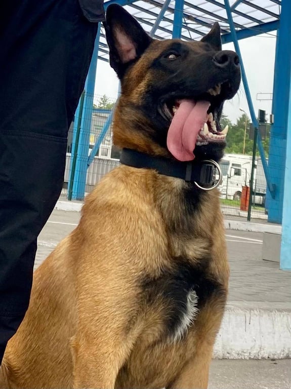 Собака прикордонників