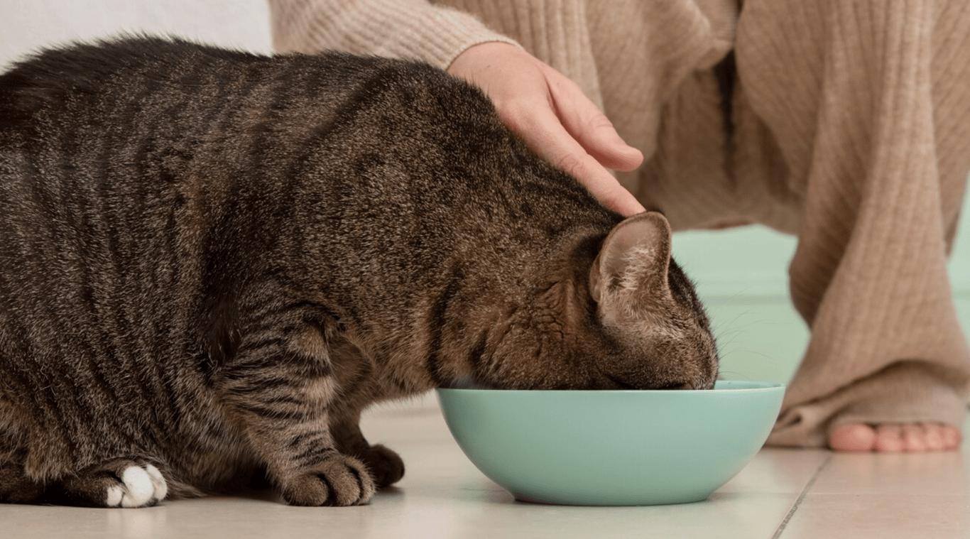 Женщина, которая кормит своего кота