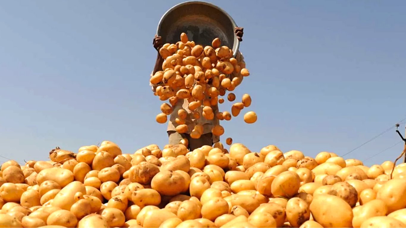 Что сделать в августе, чтобы собрать гигантский урожай картофеля — правила ухода