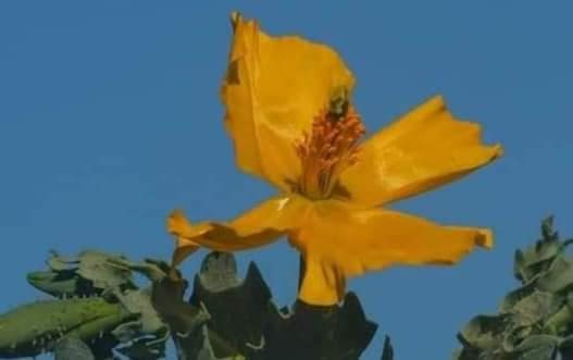 Червонокнижний мак