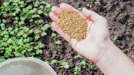 Що таке сидерати і як вони відновлюють родючість ґрунту - 285x160