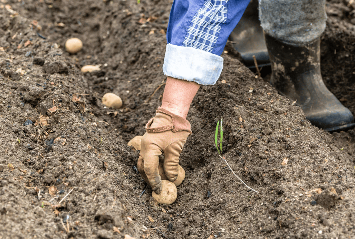 Посадка картофеля