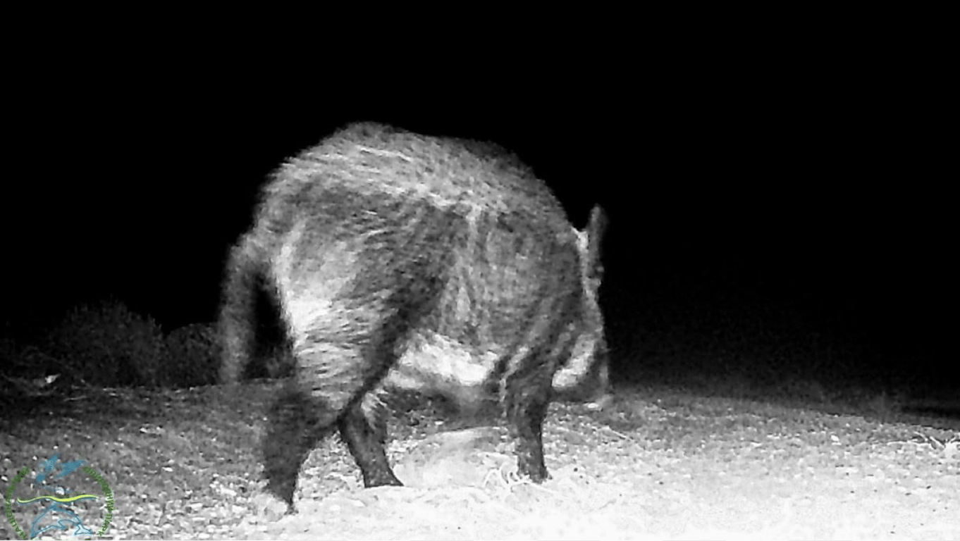 У Нацпарку на Одещині виявили незвичні кратери