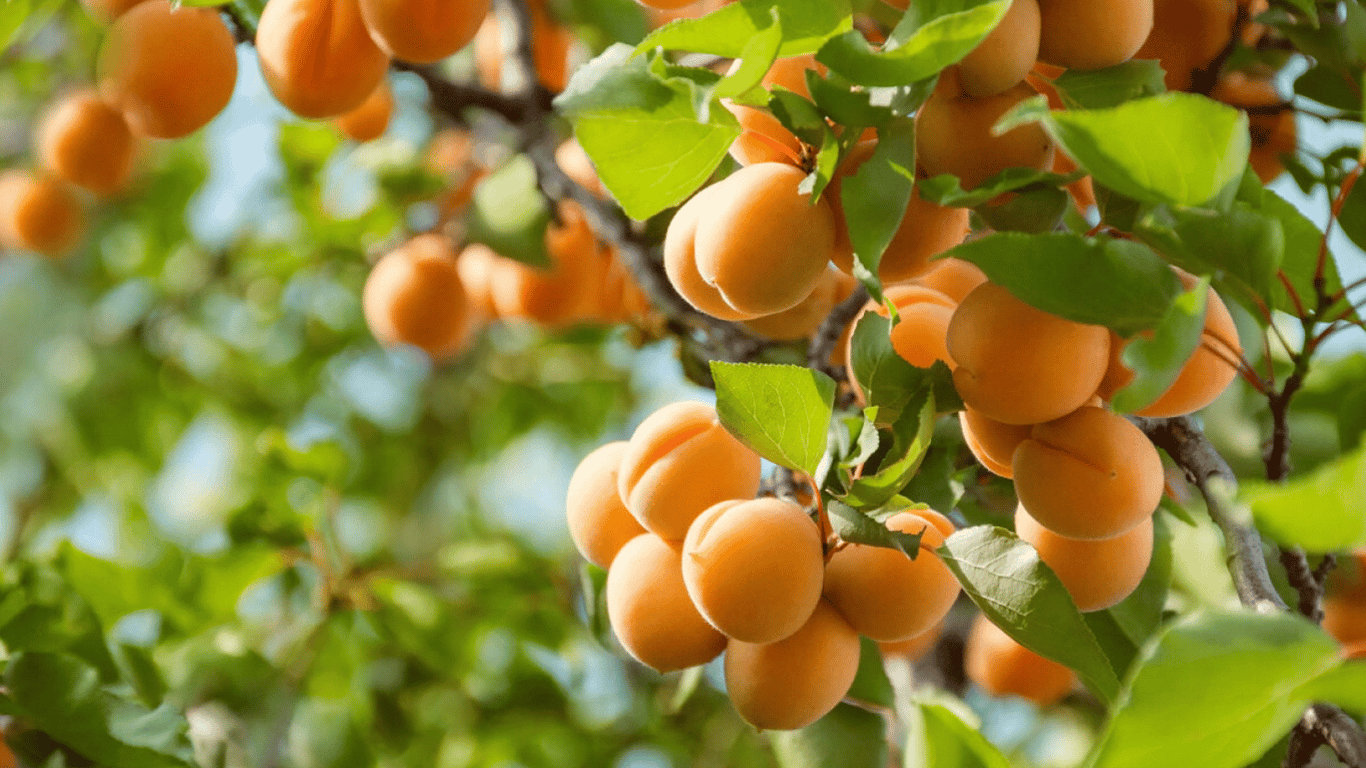 Що робити, щоб абрикоси не обсипалися — як врятувати урожай