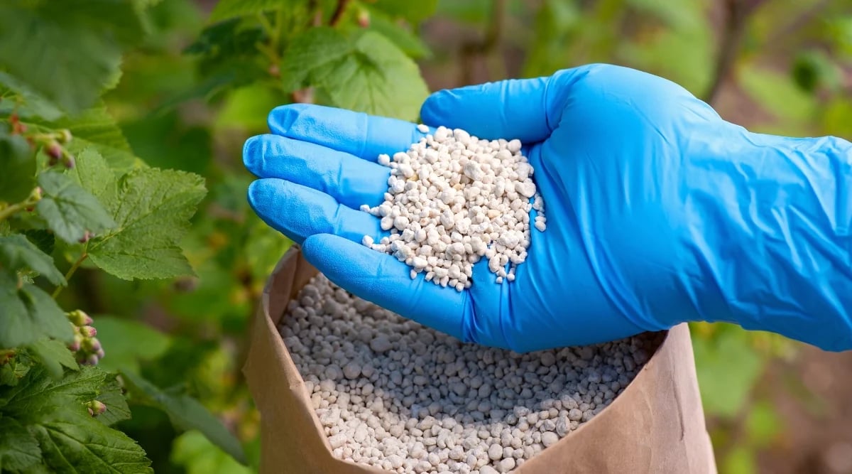 Чем подкармливать смородину осенью — минеральные удобрения