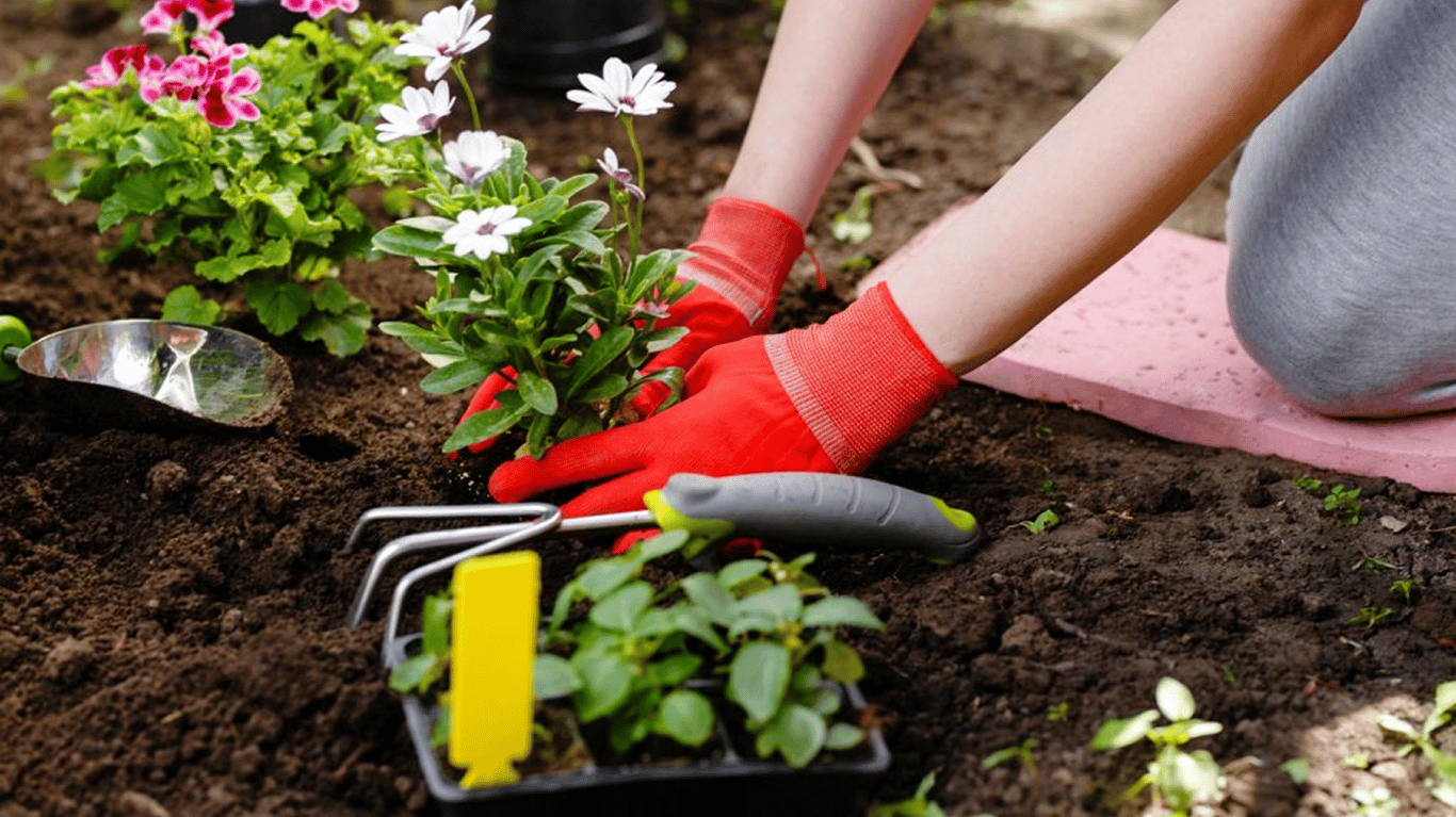 Дівчина пересаджує квіти.