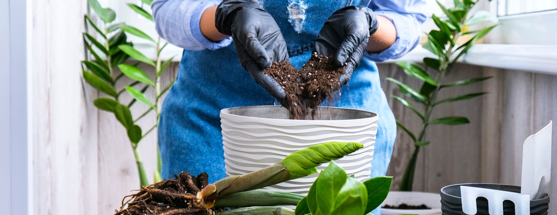 Коли потрібно пересаджувати заміокулькас