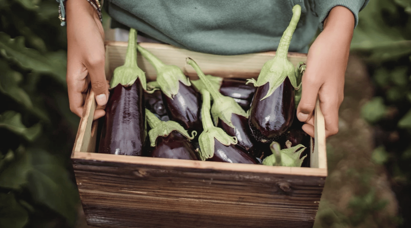 Як правильно садити баклажани у відкритий ґрунт
