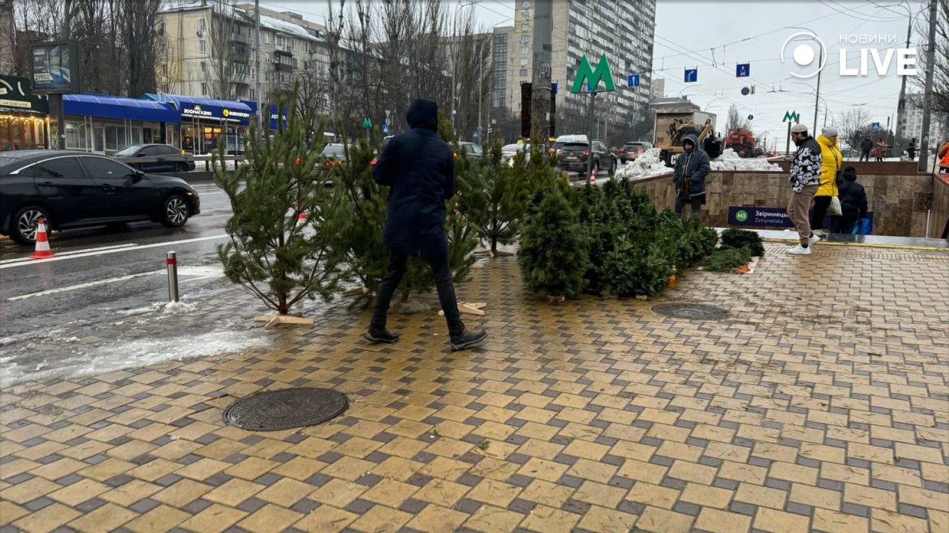 Продаж новорічних дерев у Києві — ціна на сосну