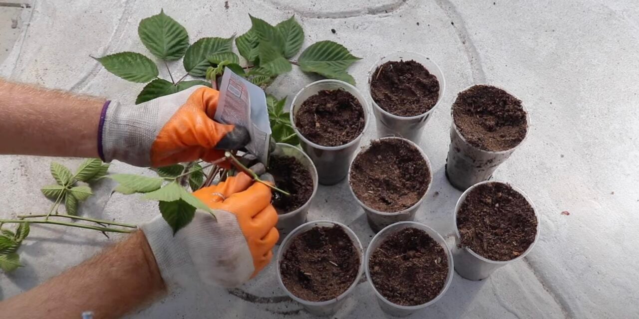 Заполнение емкости универсальным грунтом