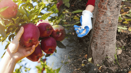 Чим підживити яблуню восени — гілки гнутимуться від плодів - 285x160