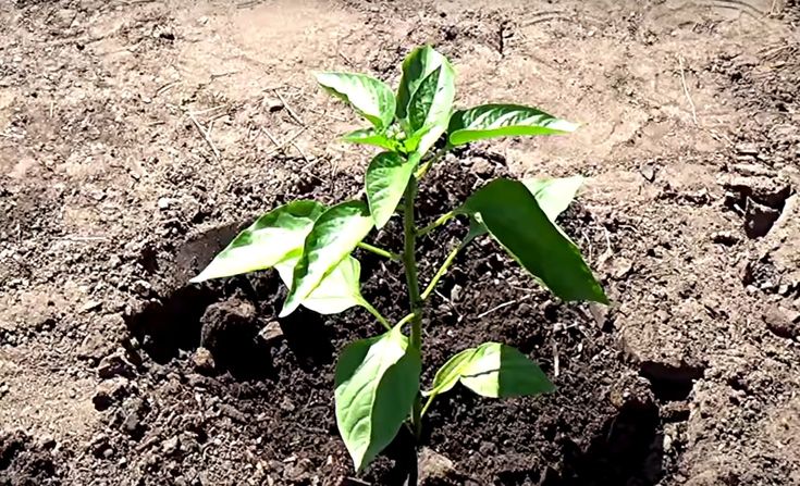 Як підживлювати перець під час цвітіння, поради
