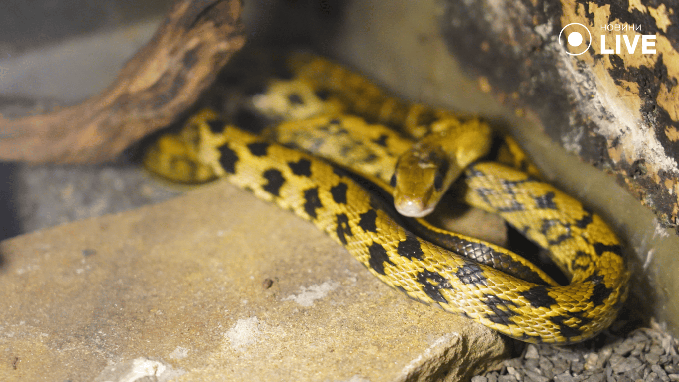 Оранжевый полоз в зоопарке. Фото: Новини.LIVE