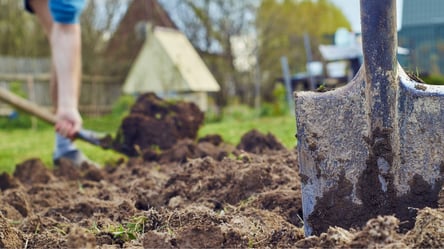 Як покращити ґрунт для огірків — секрет підготовки до нового року - 285x160