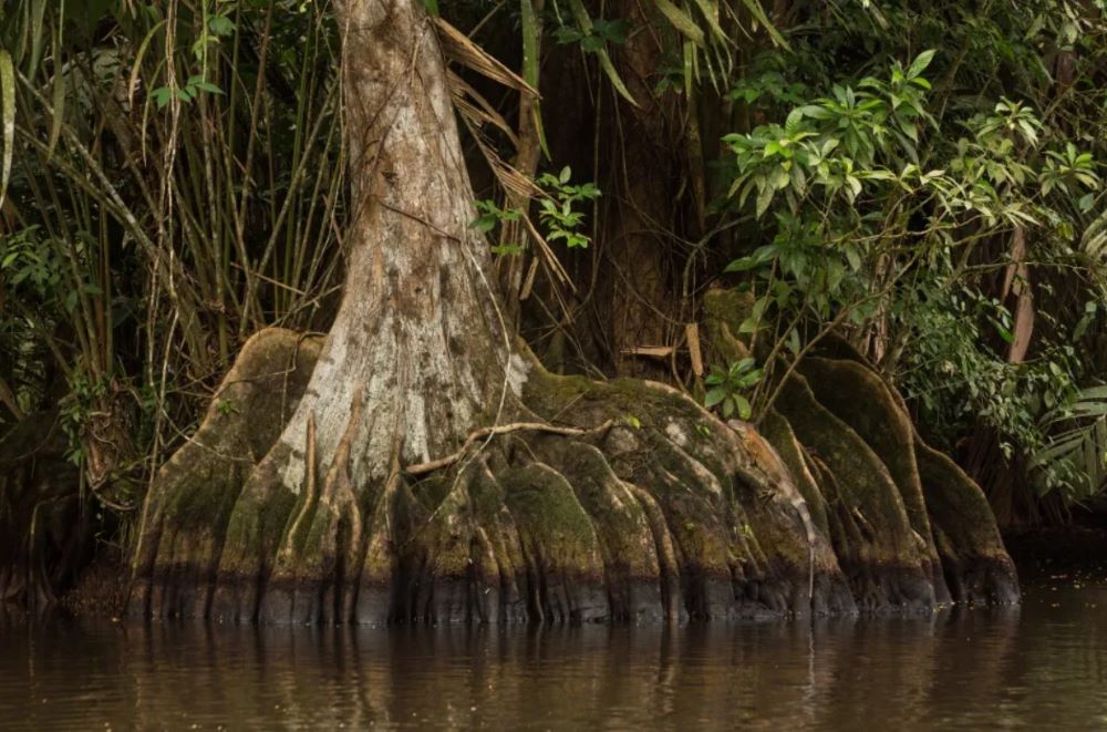 Таємниці тропічного лісу — знайдіть тварину на фото за 7 секунд - фото 1