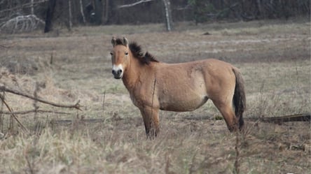 У Чорнобильській зоні коні Пржевальського пережили складну зиму - 304x171