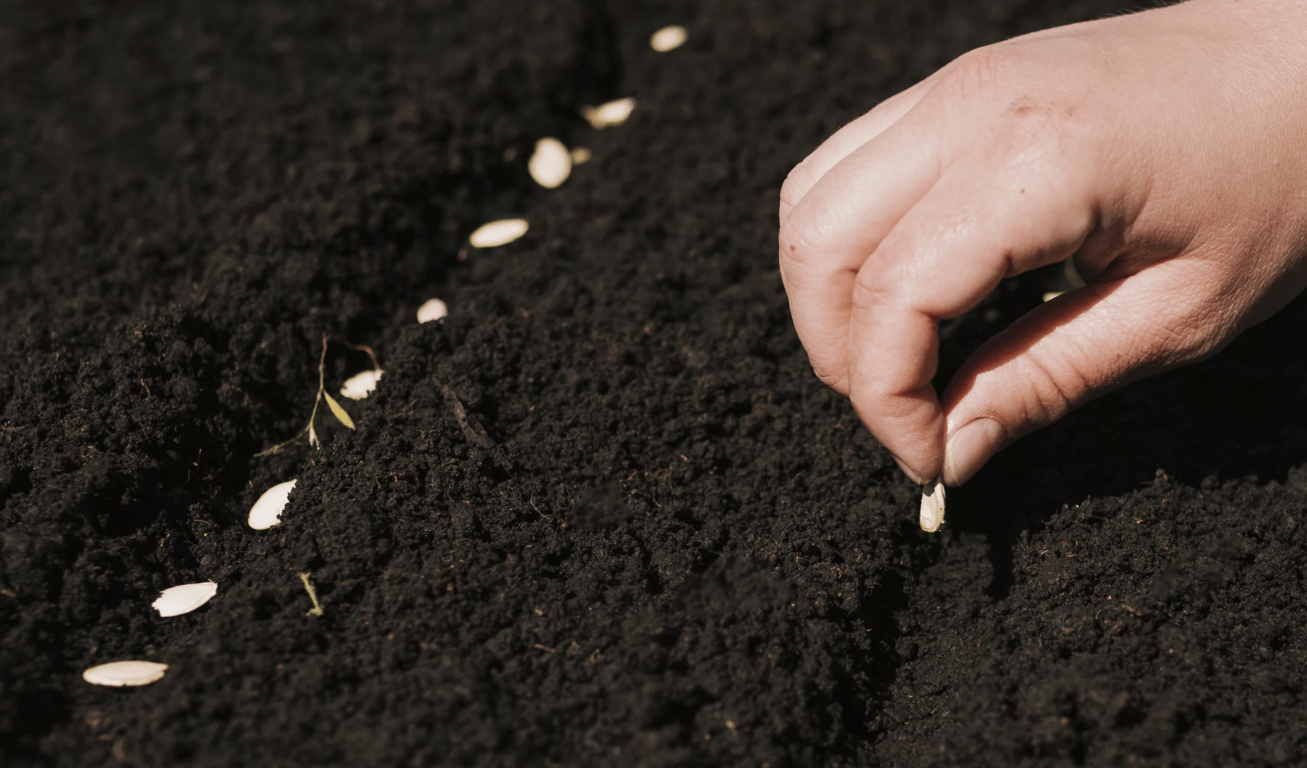 Посадка огурцов