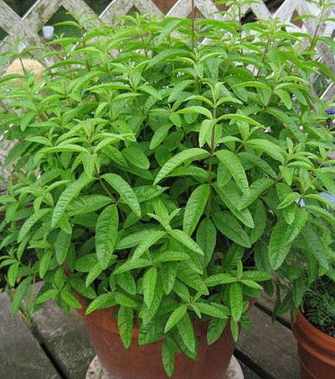 Вербена лимонная