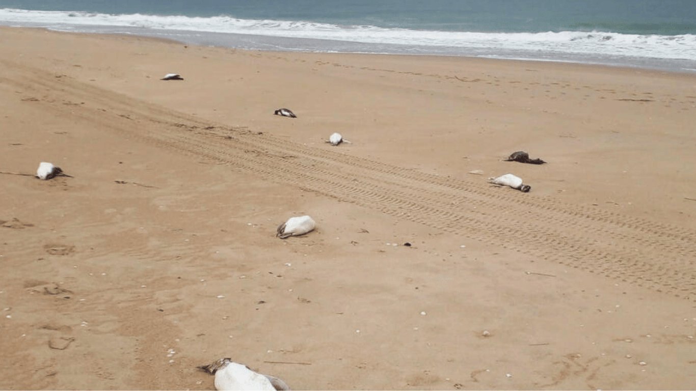На побережье Уругвая нашли около 2000 мертвых пингвинов