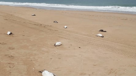 На побережье Уругвая нашли около 2000 мертвых пингвинов - 285x160