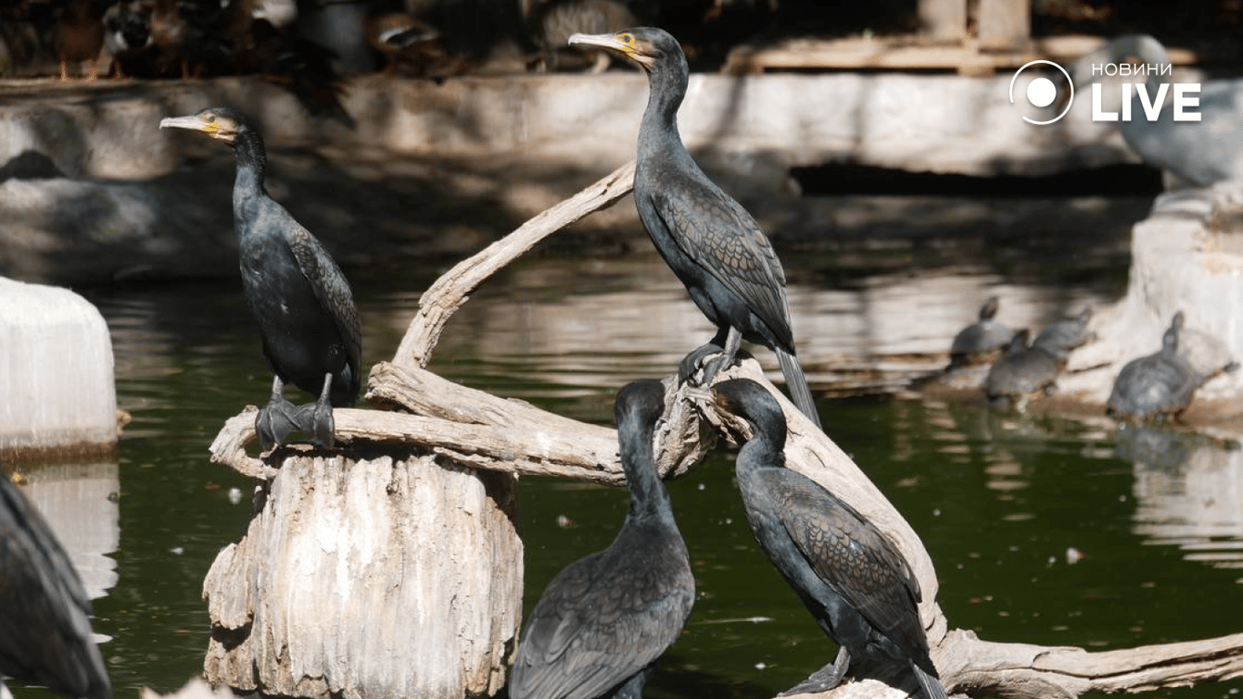 Cormorants in the zoo pond. Photo: News.LIVE/Yulia Braslavska