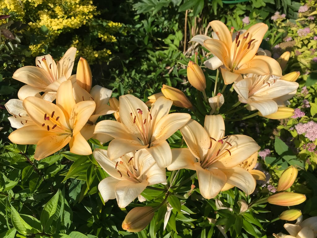 Смертельно небезпечні рослини для собак — список