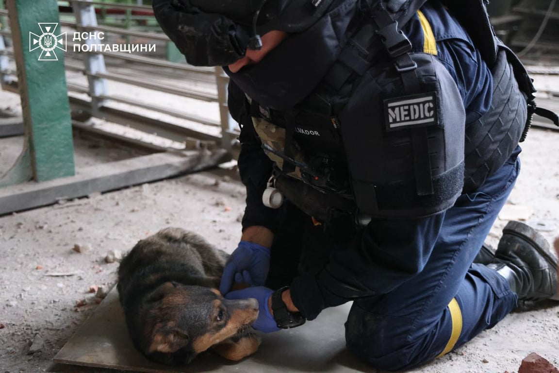 На Полтавщині рятувальники дістали з-під завалів цуценят — фото - фото 2