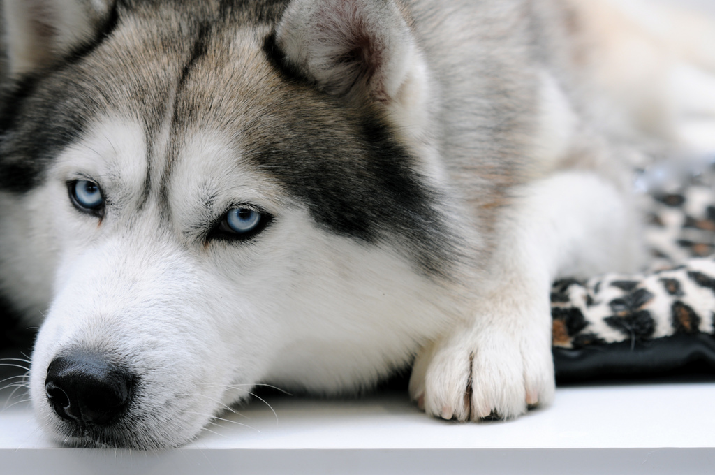 Сибирский хаски: идеальная порода собак для активных людей